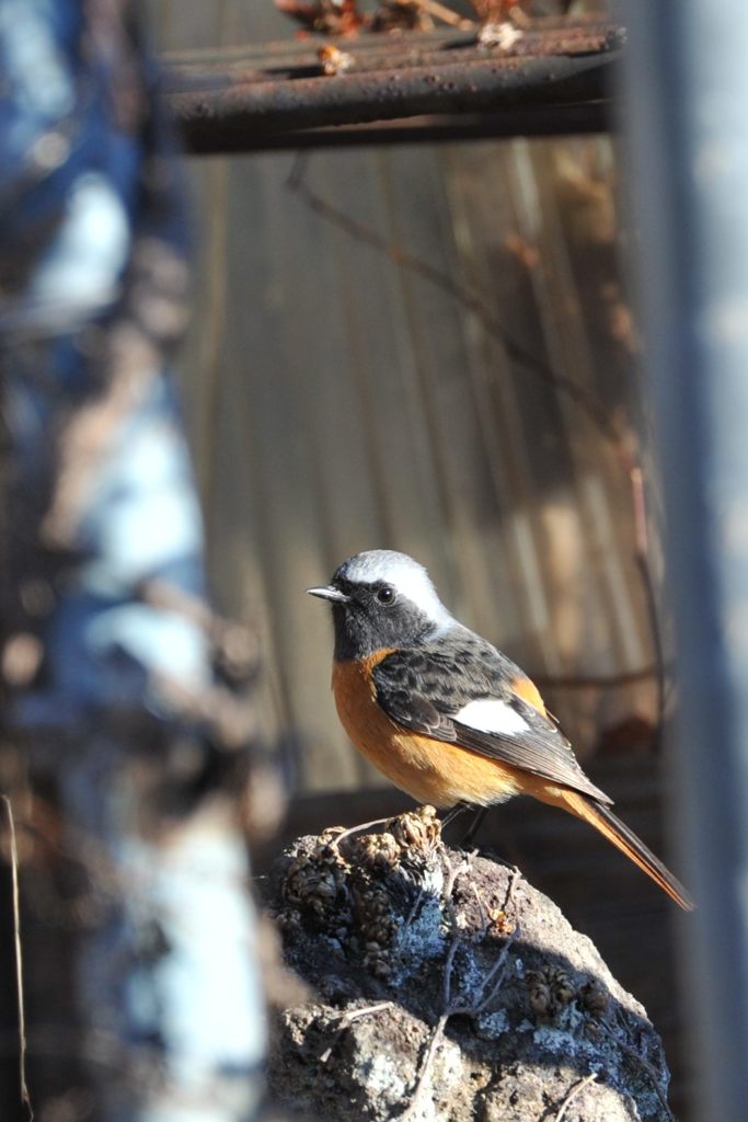 見つかっちゃった・・・　 DSC_7741