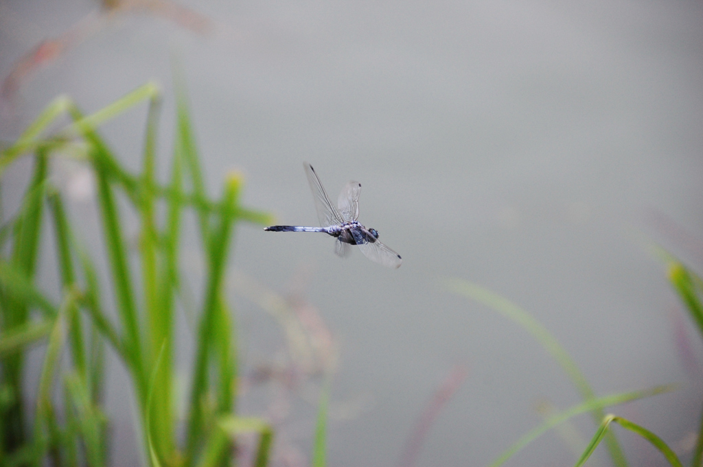 「滑空」　DSC_0925