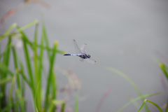 「滑空」　DSC_0925