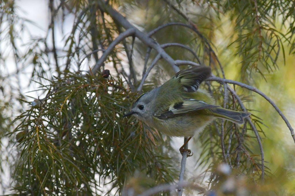 次行こうかな　DSC_7071