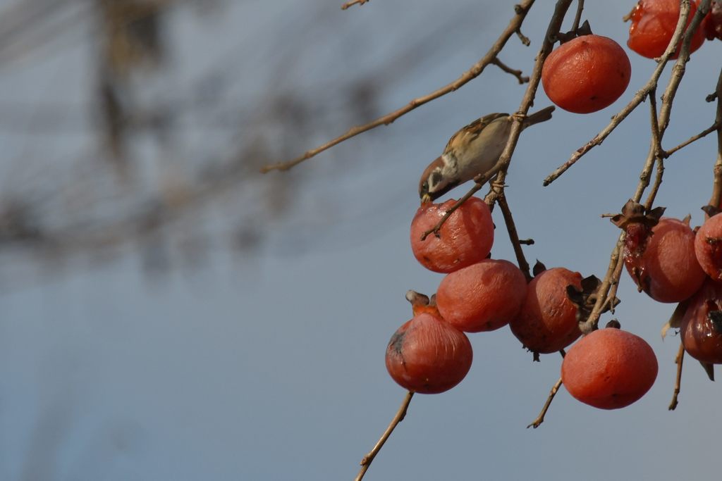 残り柿にスズメ　DSC_3934