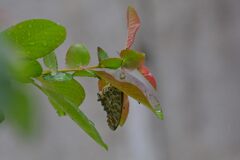 雨宿り　　DSC_9785