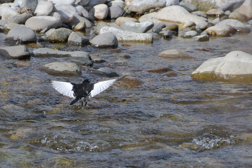 飛び出し　DSC_6780