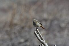 上を警戒中　　　DSC_8039