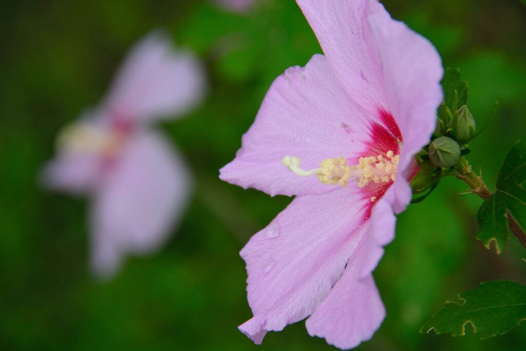 ムクゲ　　DSC_5961