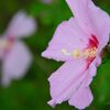 ムクゲ　　DSC_5961