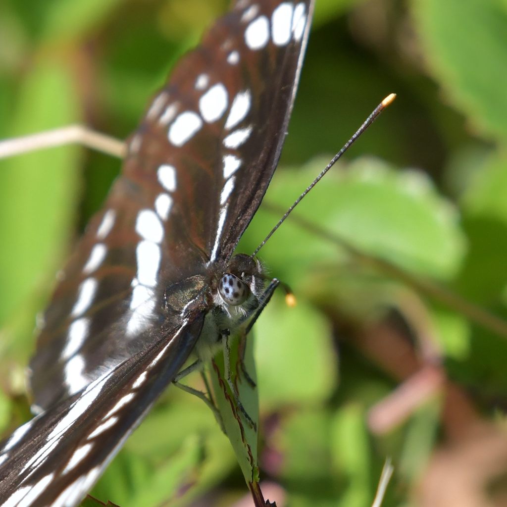 眼　DSC_3739