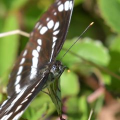 眼　DSC_3739