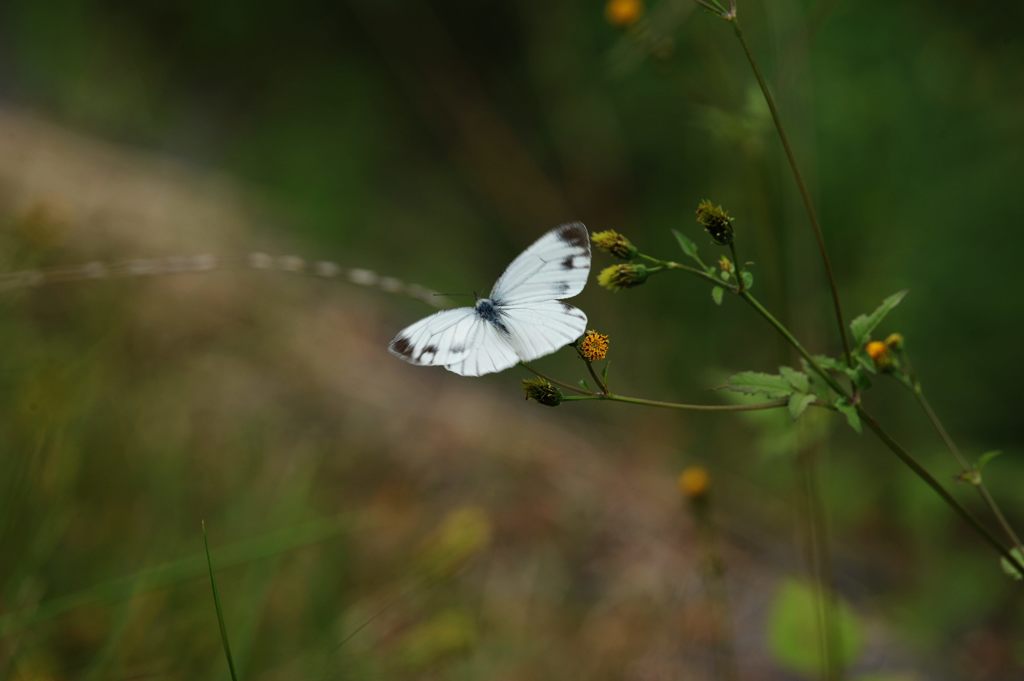 白いチョウの舞い　DSC_9503