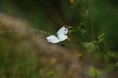 白いチョウの舞い　DSC_9503