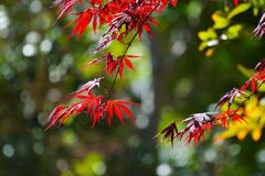 春のモミジ　　DSC_8989