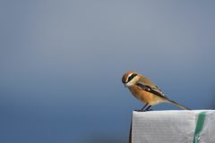 探す　DSC_4242