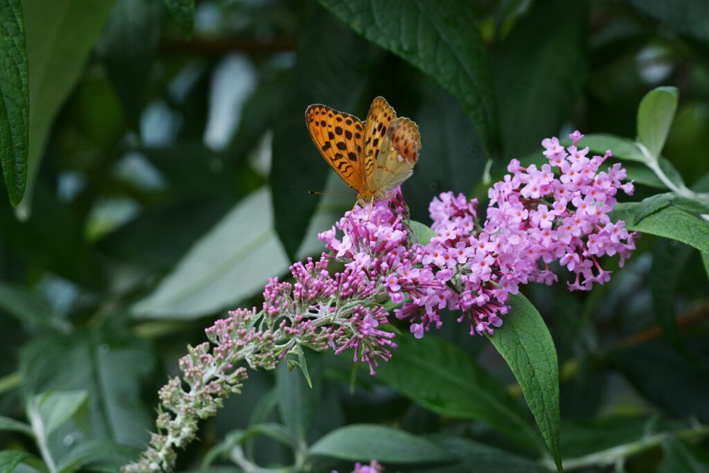 ブッドレにウラギンスジヒョウモン　２　DSC_6507