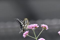 三尺バーベナにナミアゲハ　１　　　DSC_2844