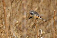 荒れ地で狩る　DSC_7290