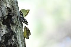 仲間に入れて　DSC_5161