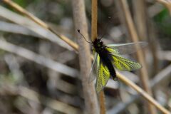 キバネツノトンボ　   　DSC_6721