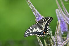 クガイソウにキアゲハ　　　DSC_9464