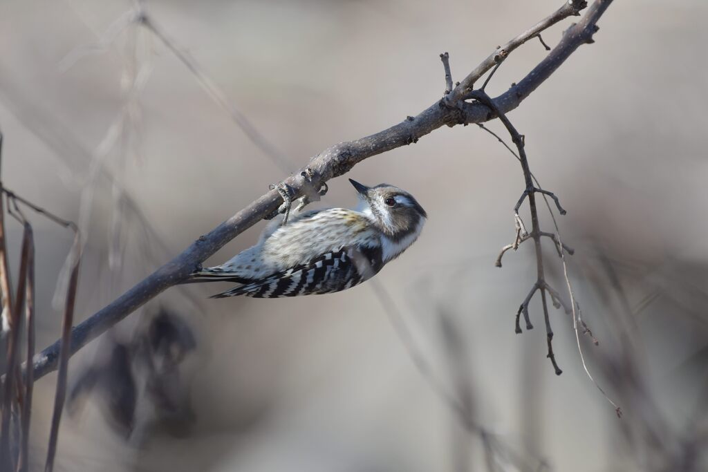 セピアな野鳥　DSC_6651