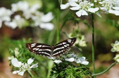 ここに蜜ありそうだな　　DSC_3758