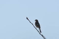 やっと会えた！　DSC_2561