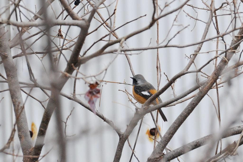 ロマンスグレー、えーやろ　　DSC_2728