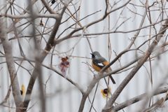 ロマンスグレー、えーやろ　　DSC_2728