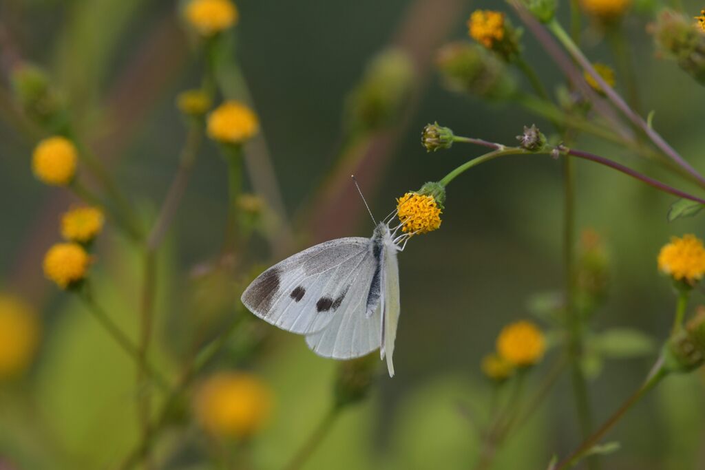 野の花にモンシロチョウ　　DSC_9014