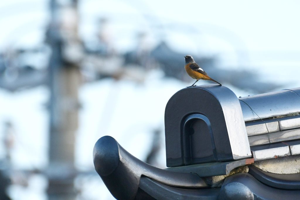 チョコンと　DSC_2204