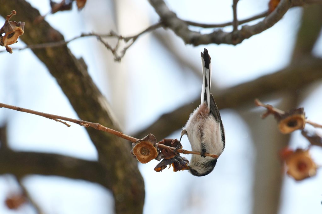 残っているかな？　DSC_6612