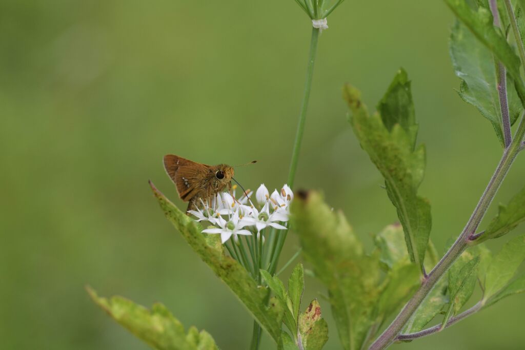 ニラの花にセセリチョウ　　DSC_3298