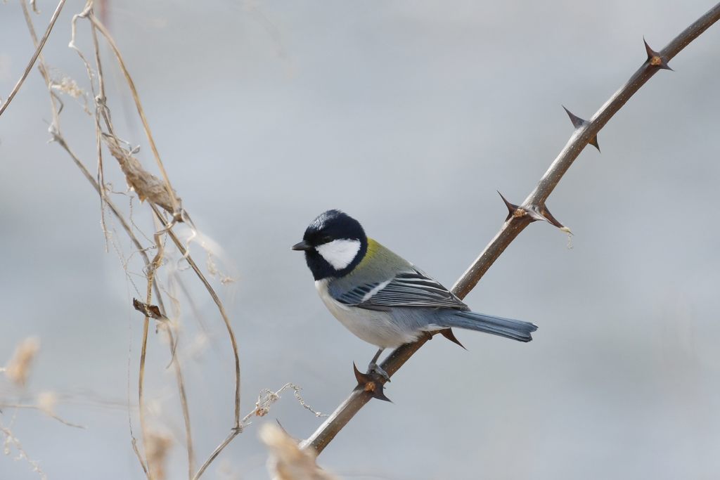 シジュウカラ　DSC_6769