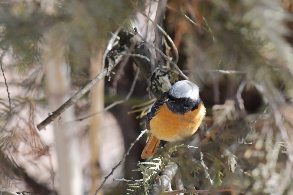 ジョウビタキ　DSC_6091