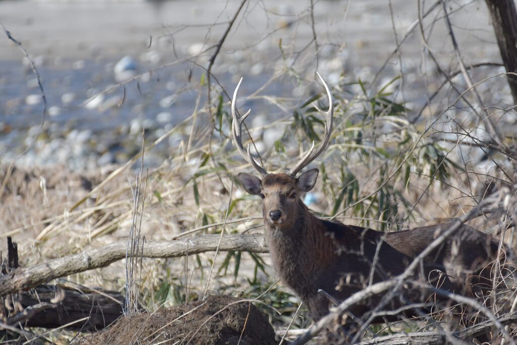風格　DSC_6548