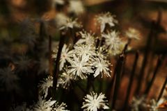 野の花　１　DSC04782