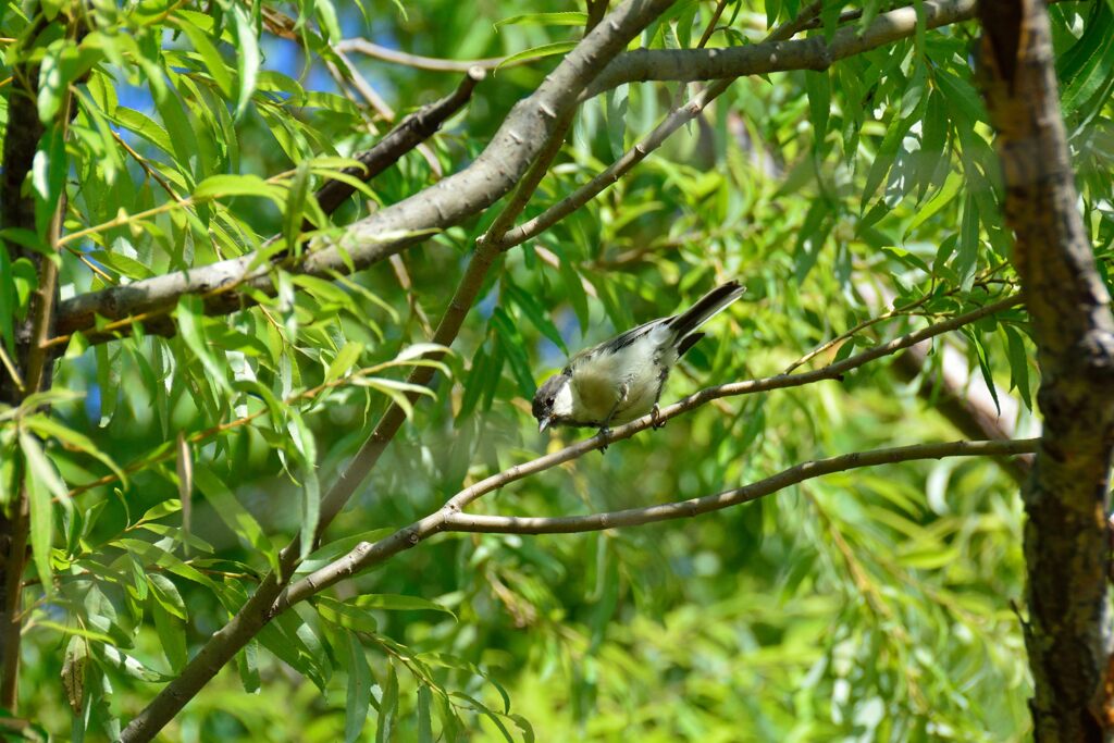 シジュウカラ　　DSC_4978
