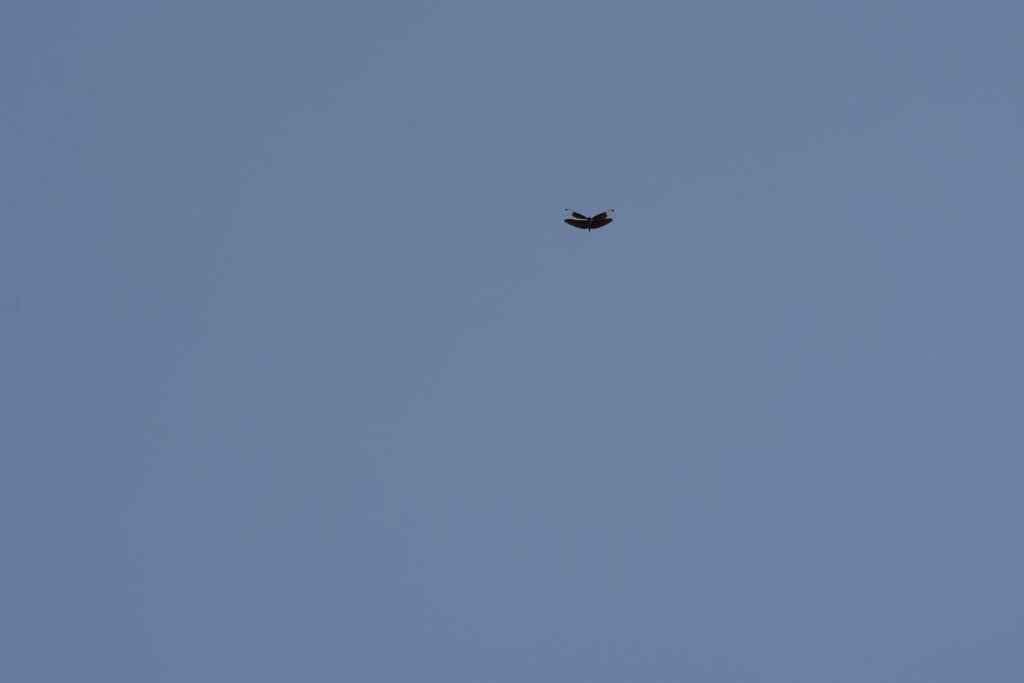 青空にチョウトンボ　DSC_7351