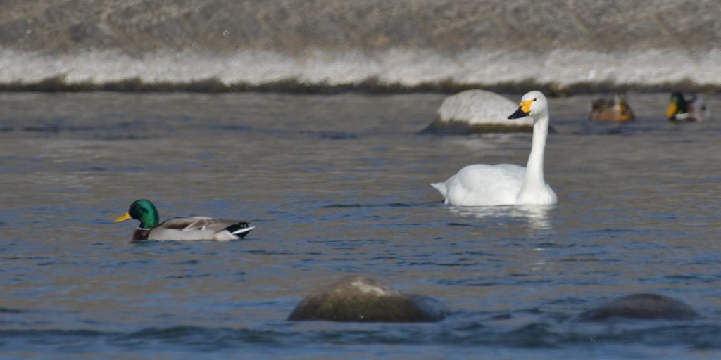 コハクチョウとマガモ　DSC_3979