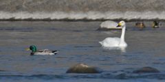 コハクチョウとマガモ　DSC_3979