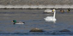 コハクチョウとマガモ　DSC_3979