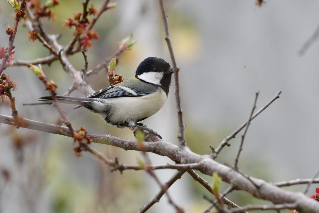 シジュウカラ　　DSC_7555