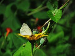 黄花にモンシロチョウ　IMG_2550