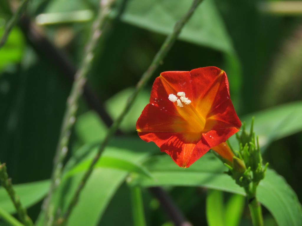 土手の花　IMG_2159