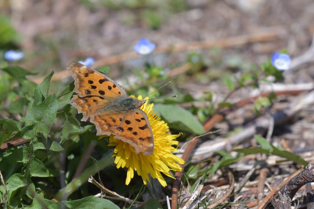 タンポポにキタテハ　　　DSC_8587