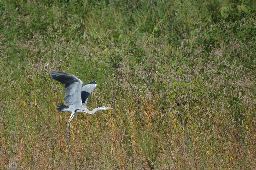 飛び立つ　DSC_7465