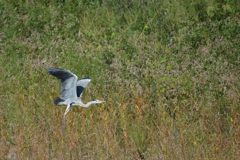 飛び立つ　DSC_7465