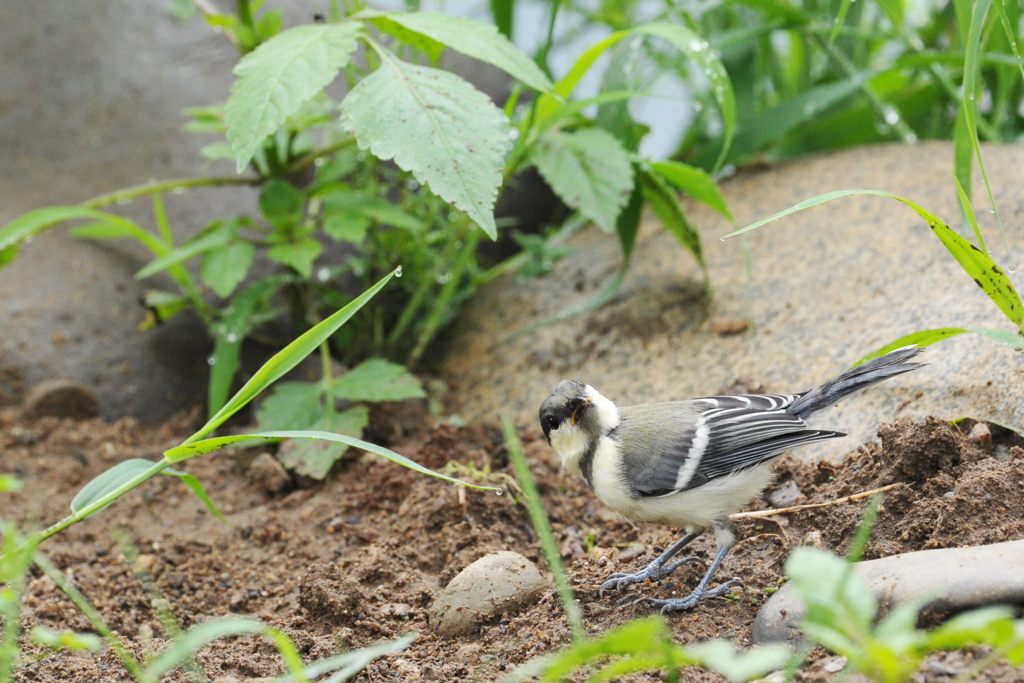 何か・・・　 DSC_5691