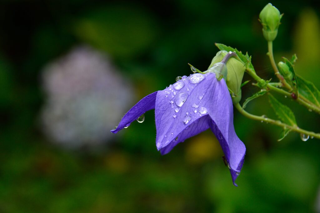 雨に咲く　　DSC_5857