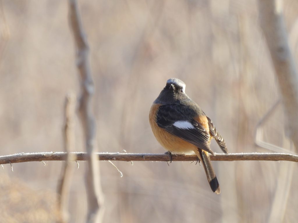 呼んだ？　DSCN3083