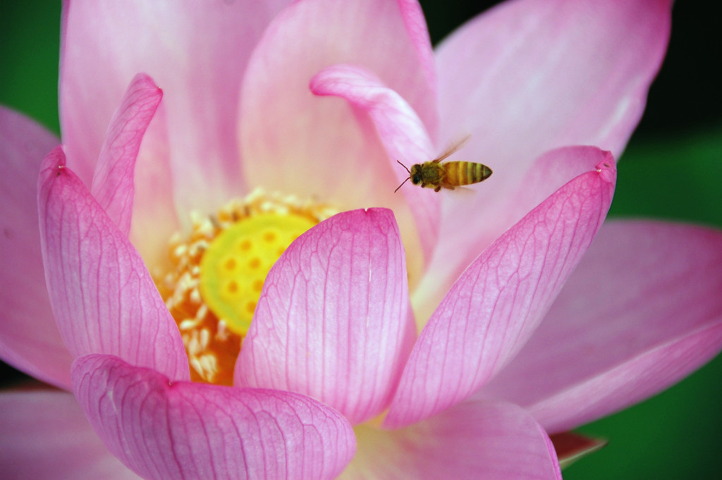 「うん、いい香り」　DSC_1992